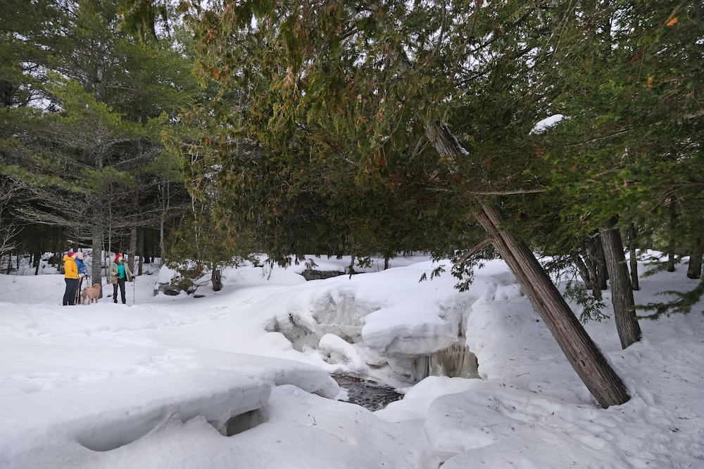 People standing in deep snow in the woods