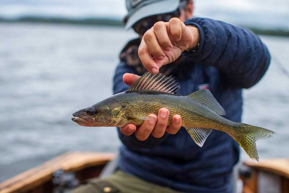 ontario walleye fishing