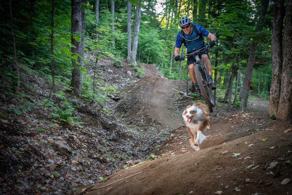 Dog running in front of a person mountain biking down a hill