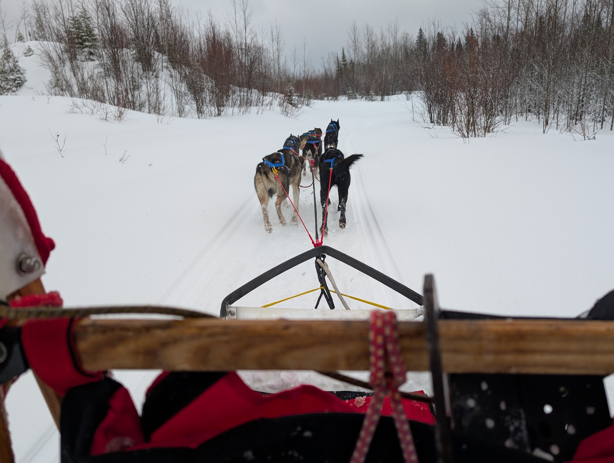 riding on a dogsled behind the Abitibi Sled Dogs husky team down a forest trail on a snowy day. 