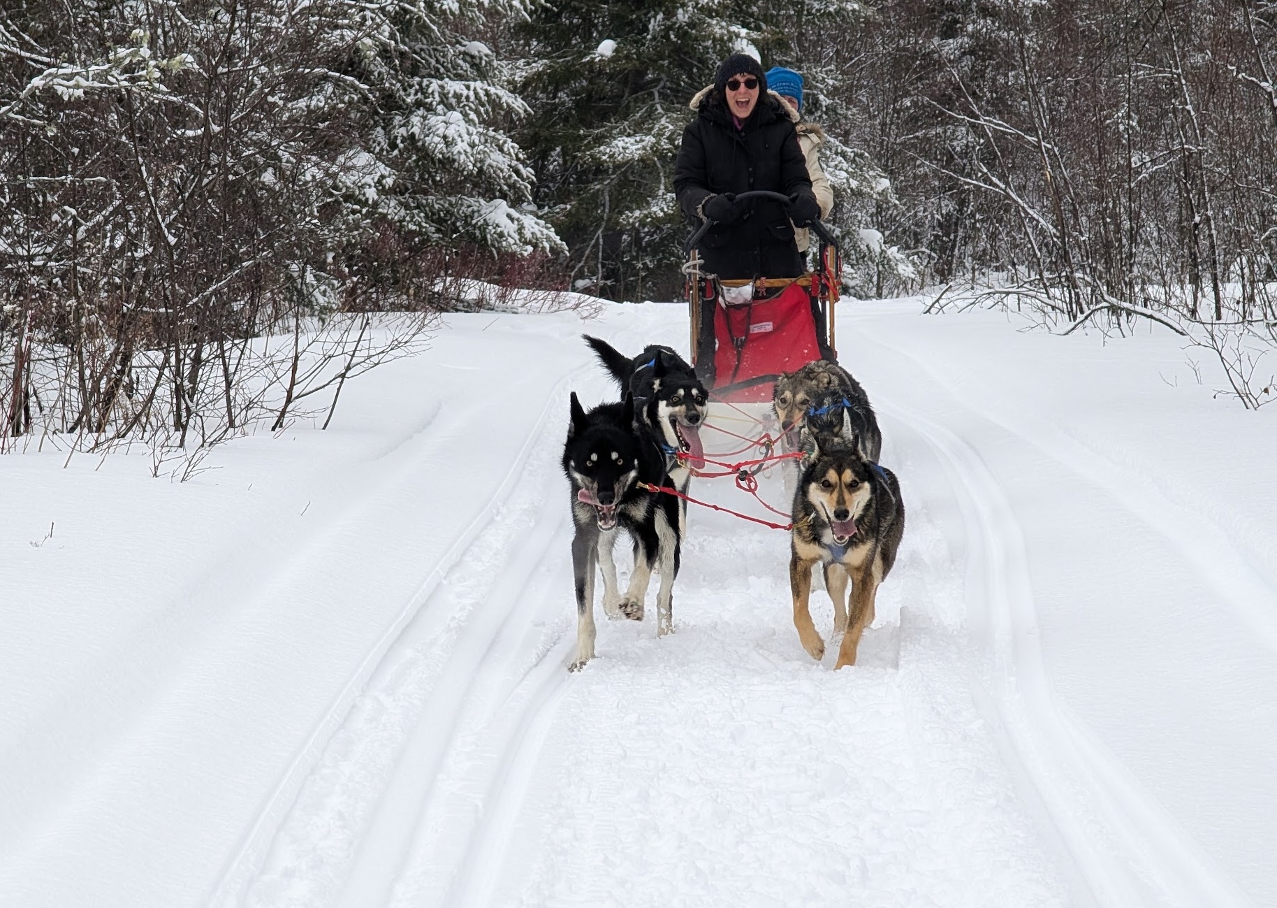 a rider laughs excitedly as a sled pulled by the Abitibi Sled Dogs husky team whizzes down a forest trail. 