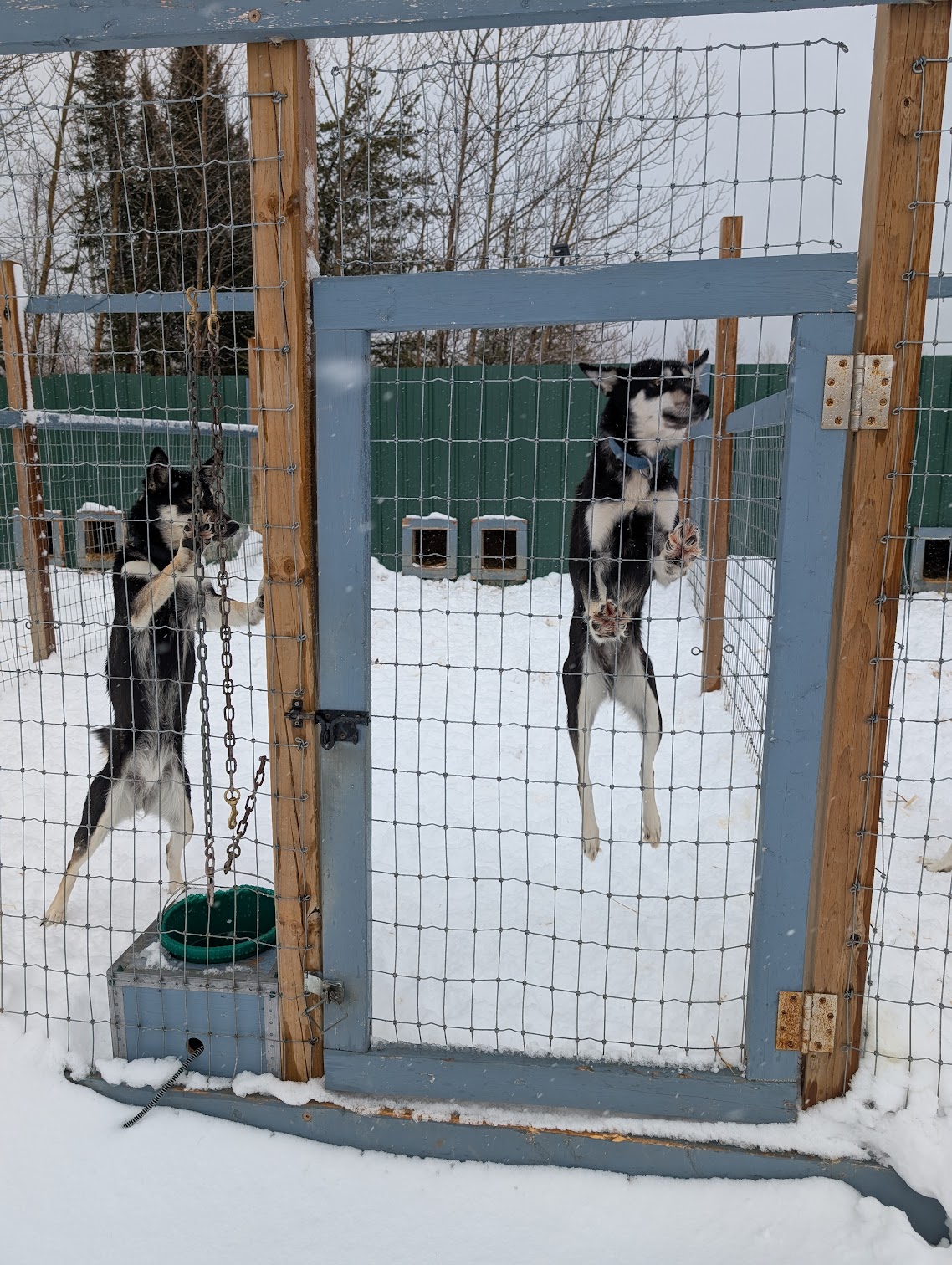 The Abitibi Sled Dogs huskies jump excitedly into the air in their kennel as the visitors approach. 
