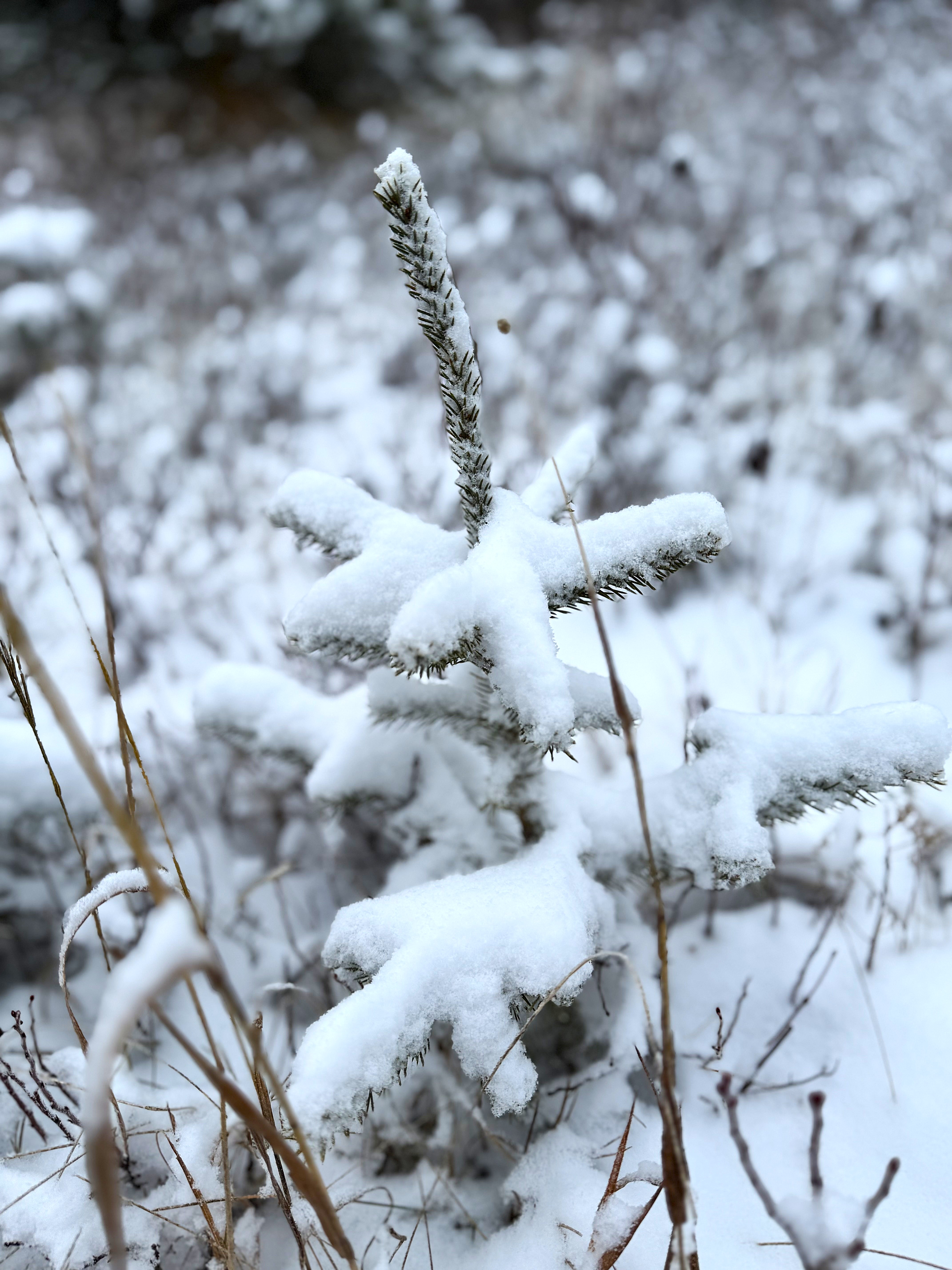 Fresh snow on a spruce tree.