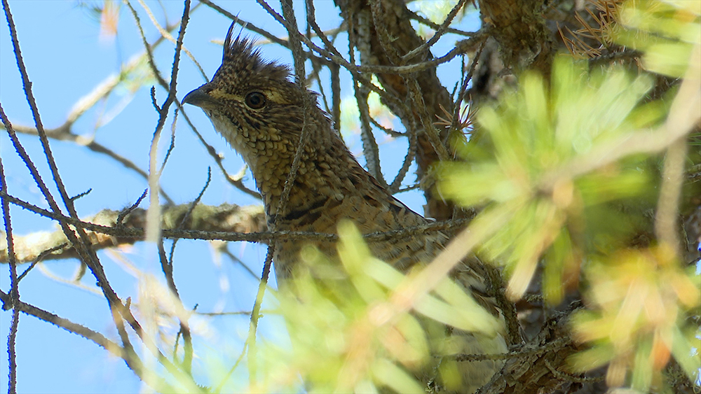 Grouse in Tree