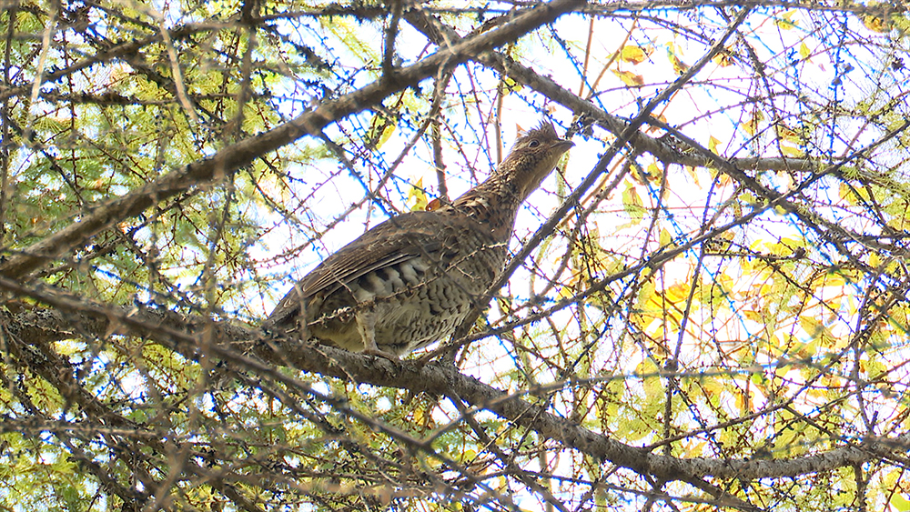Grouse in Tree