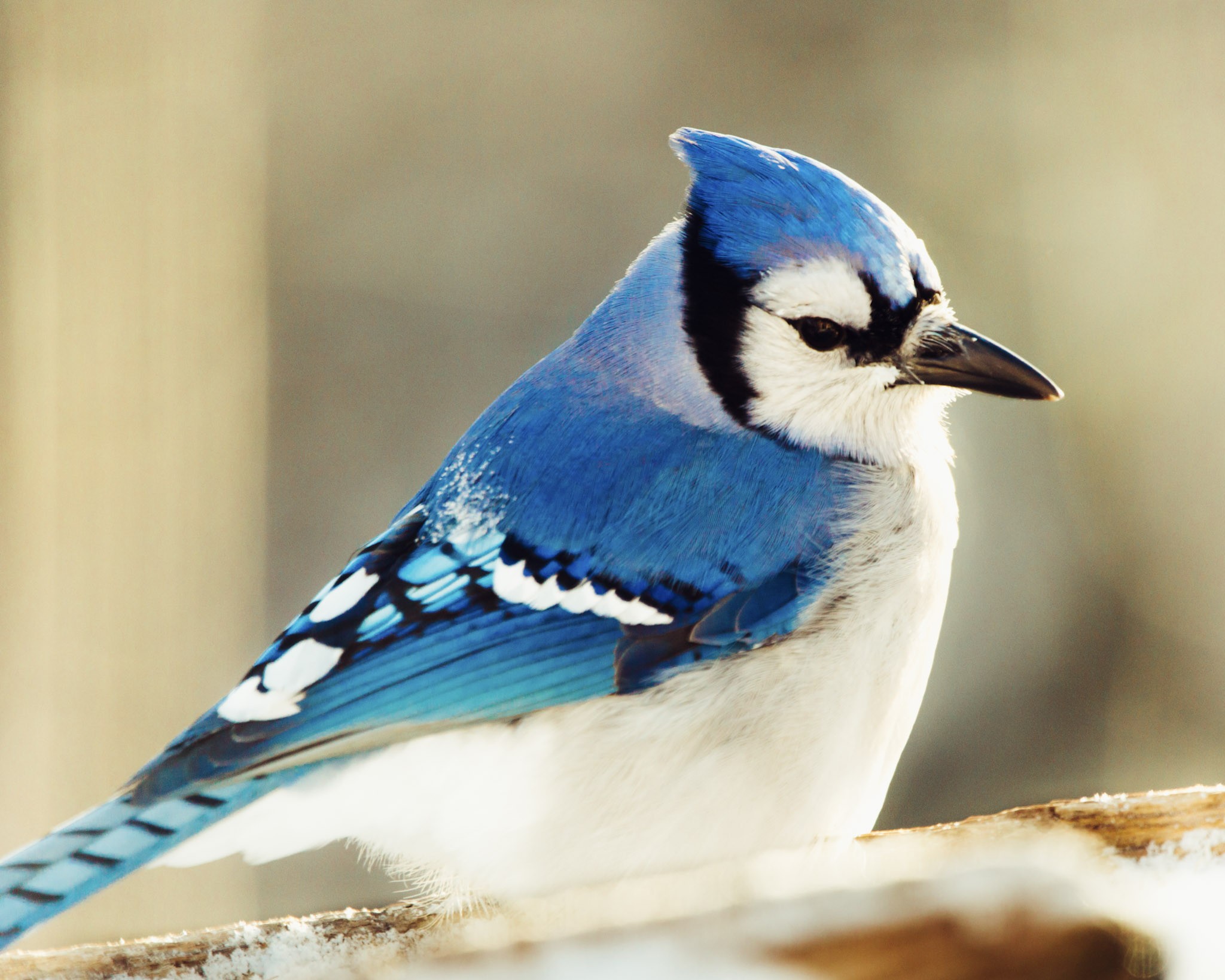 Blue Jays are very common in Northwestern Ontario.