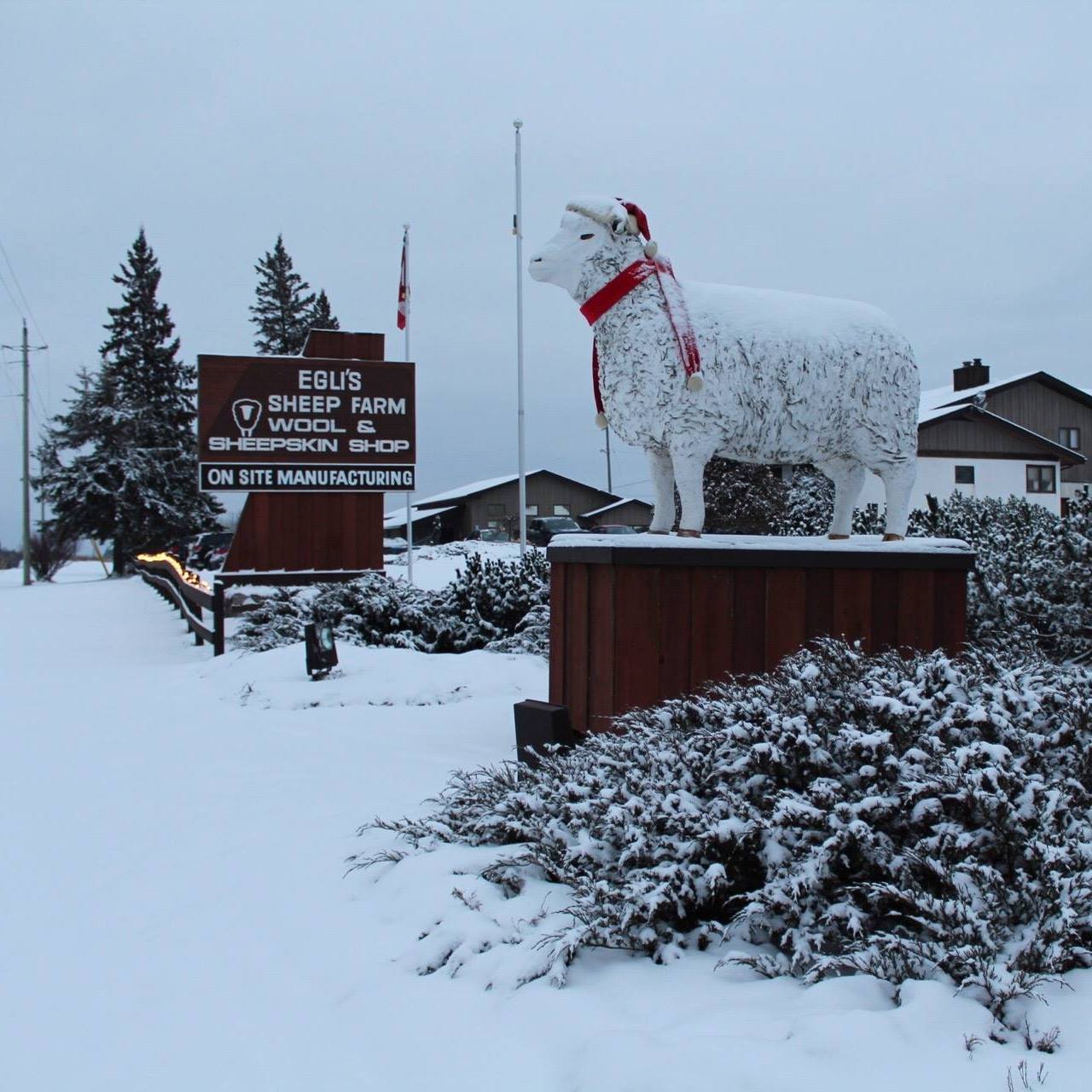 Make sure you take the time to visit Egli's Sheep farm.