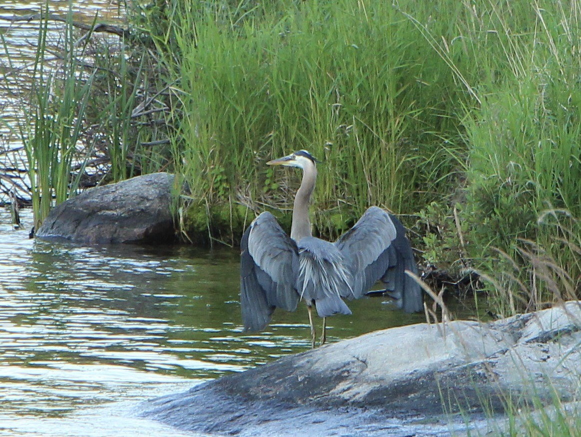 Great Blue Heron fishing image by Valerie Dunsmore.