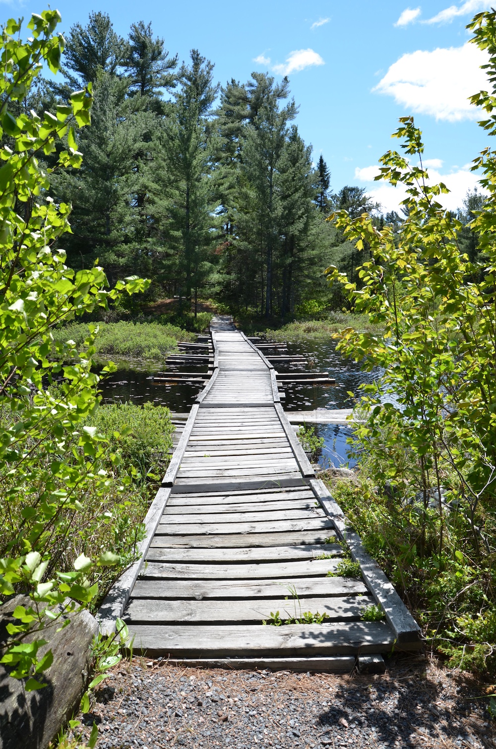 Boardwalk through wetland