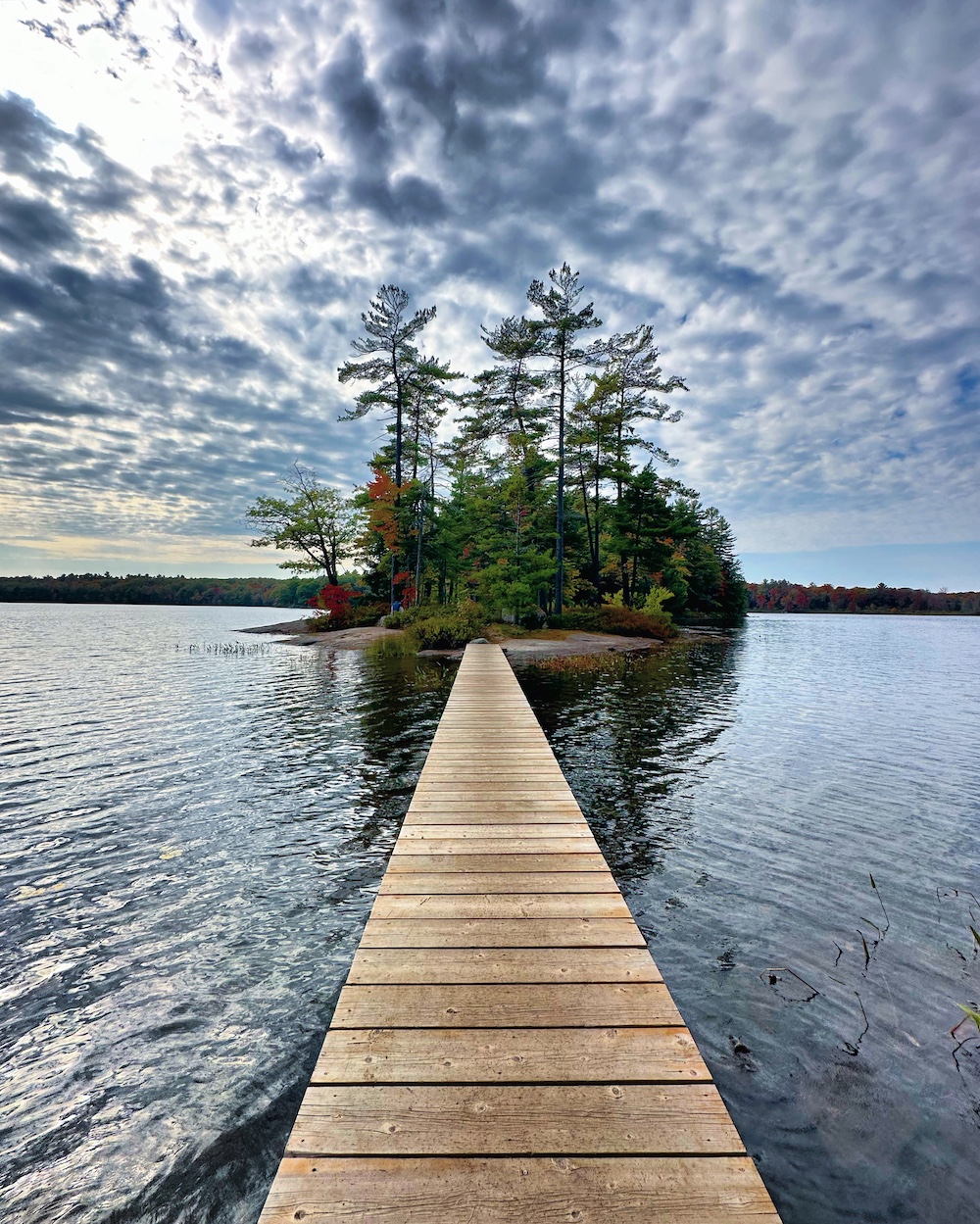Boardwalk across water to island with pine trees