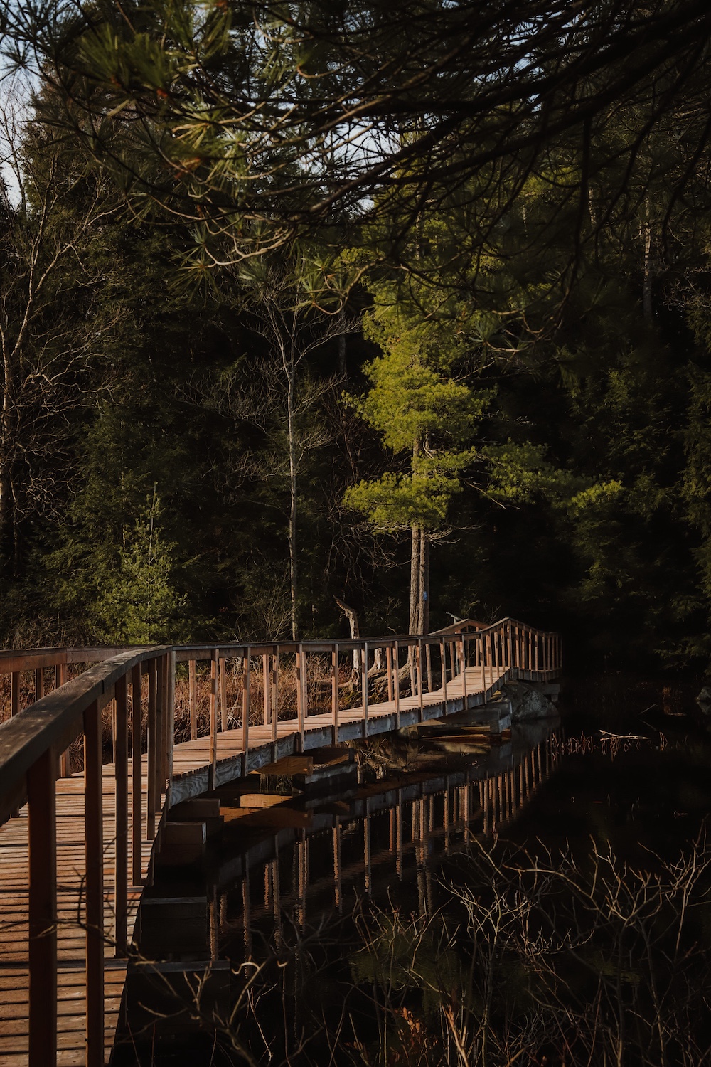 Boardwalk winding through woods
