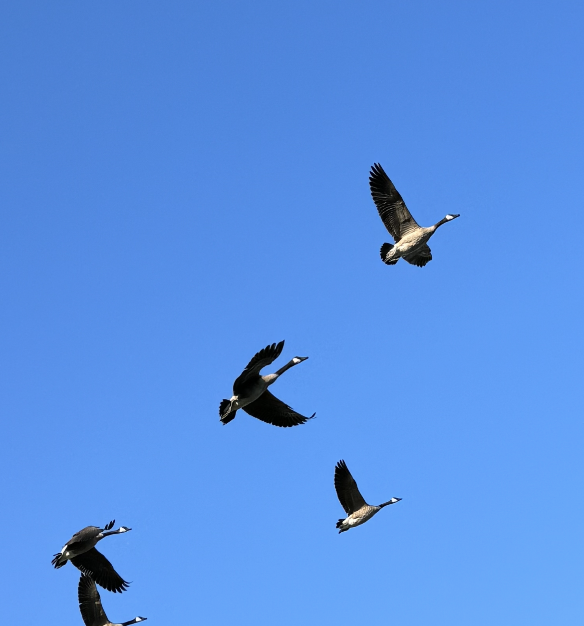 Canada geese are a common sight in Sunset Country.