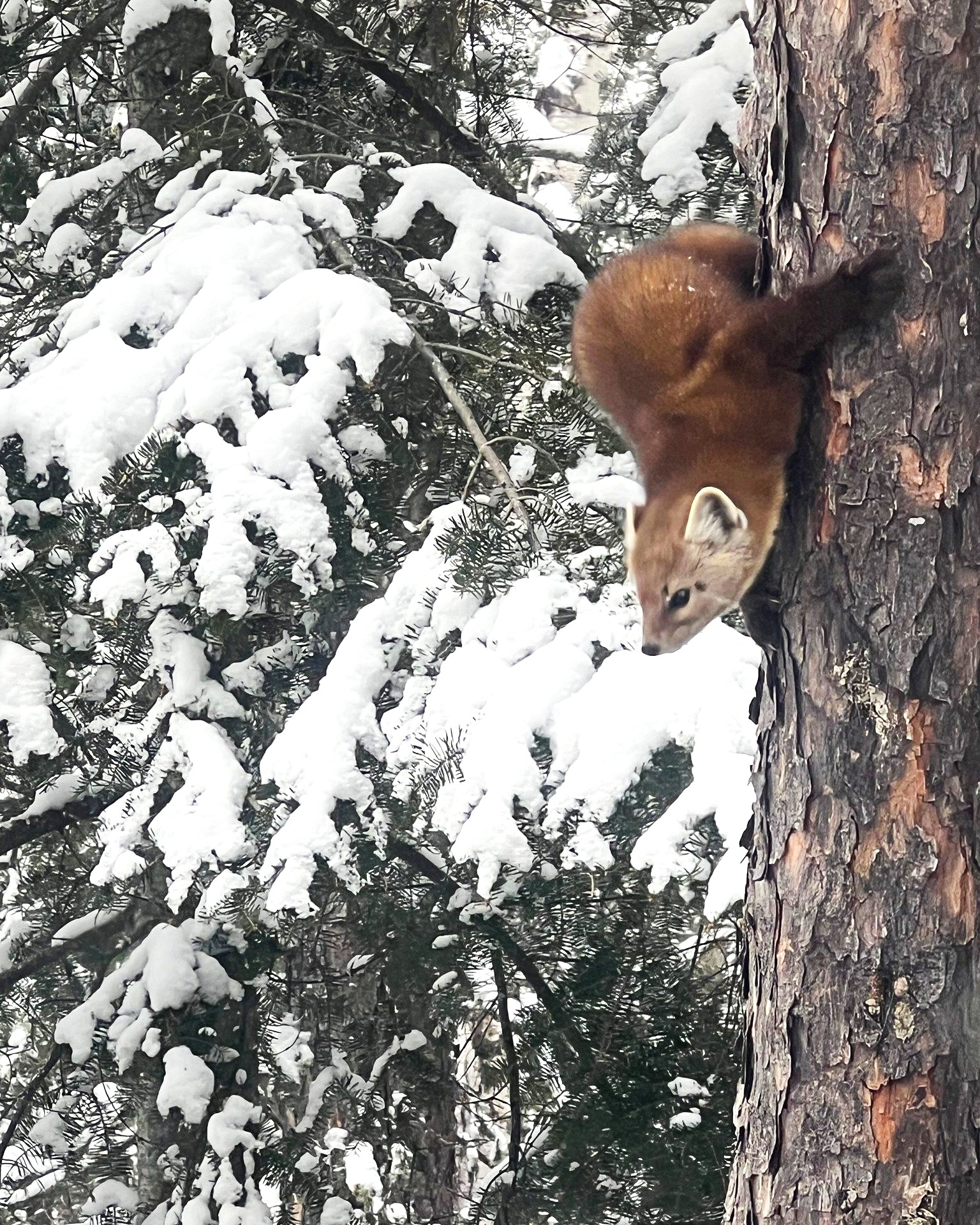 Pine marten in winter.