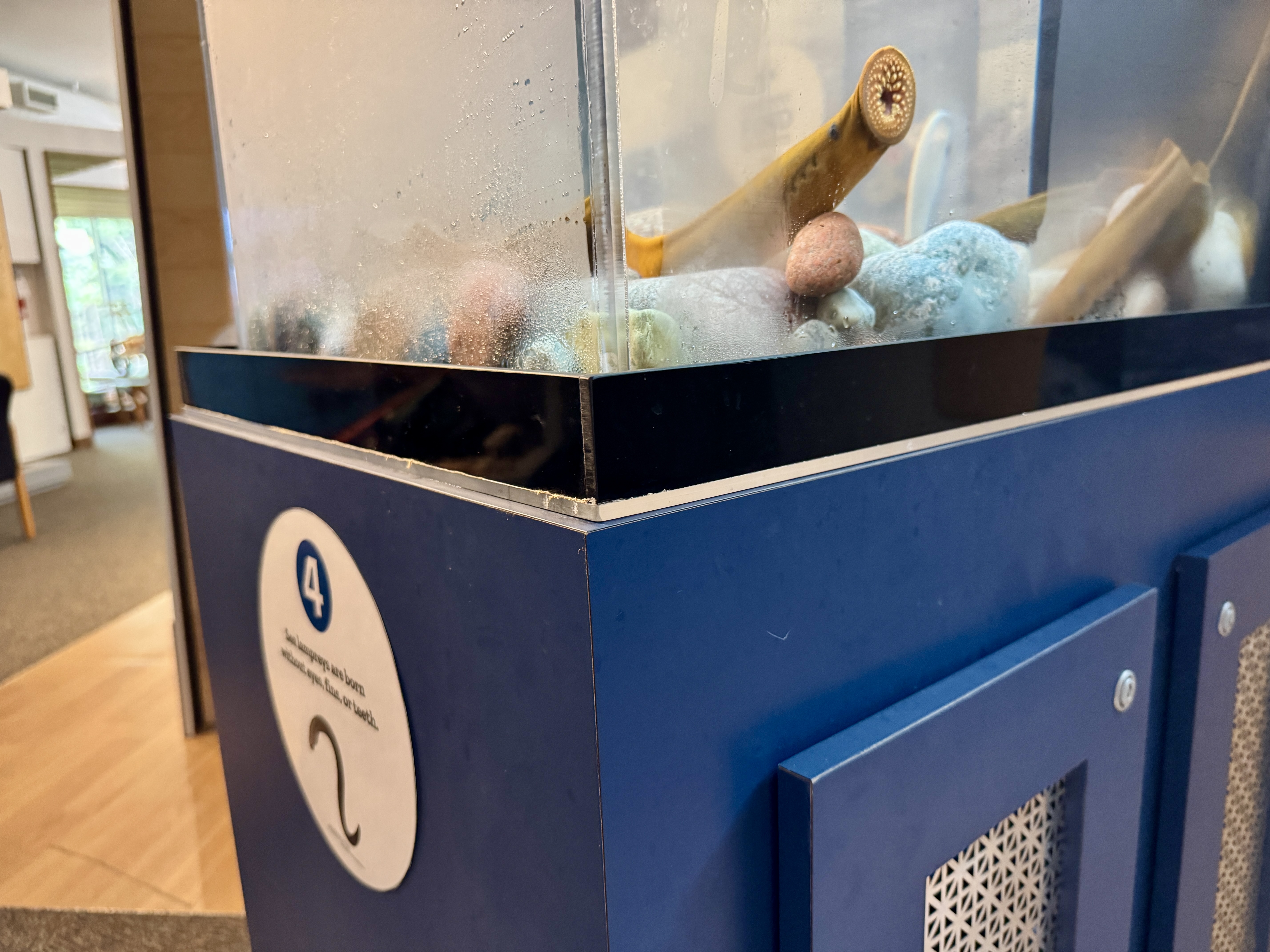 Sea lampreys in a glass tank at the Lake Superior Provincial Park Visitor Centre.