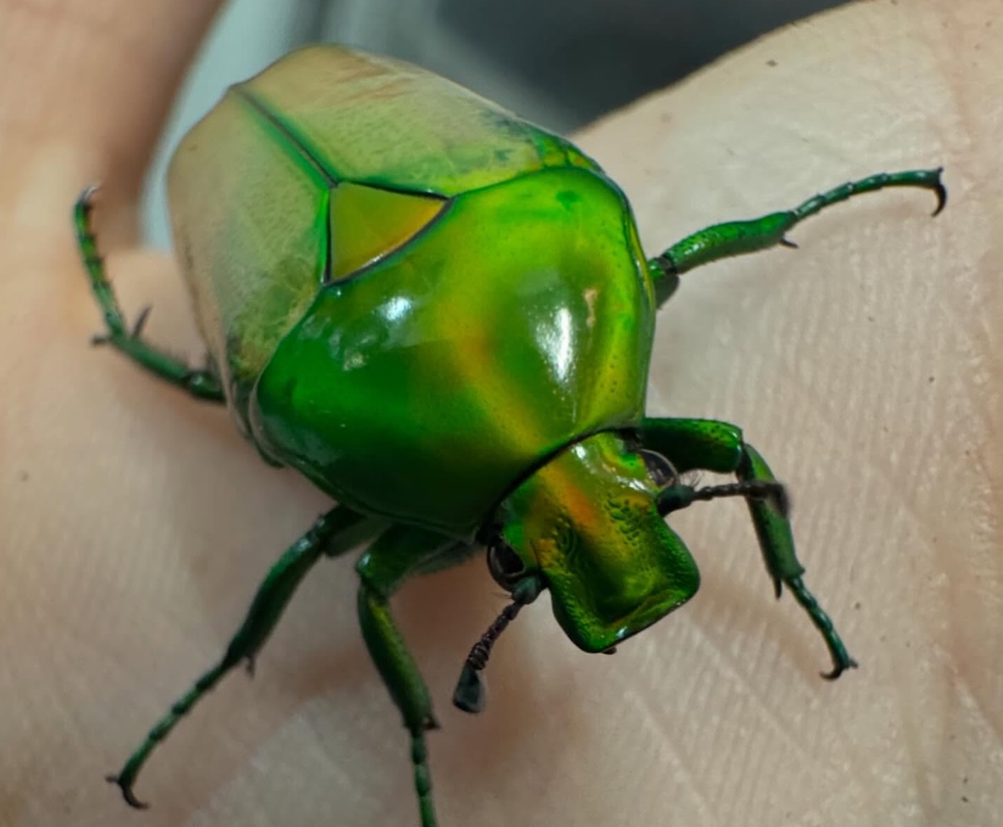 Beetle in hand Entomica Insectarium