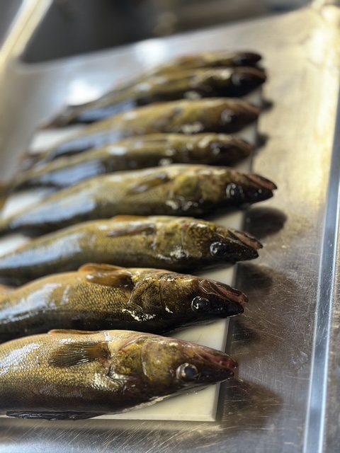 Small walleye are the ones you should eat.