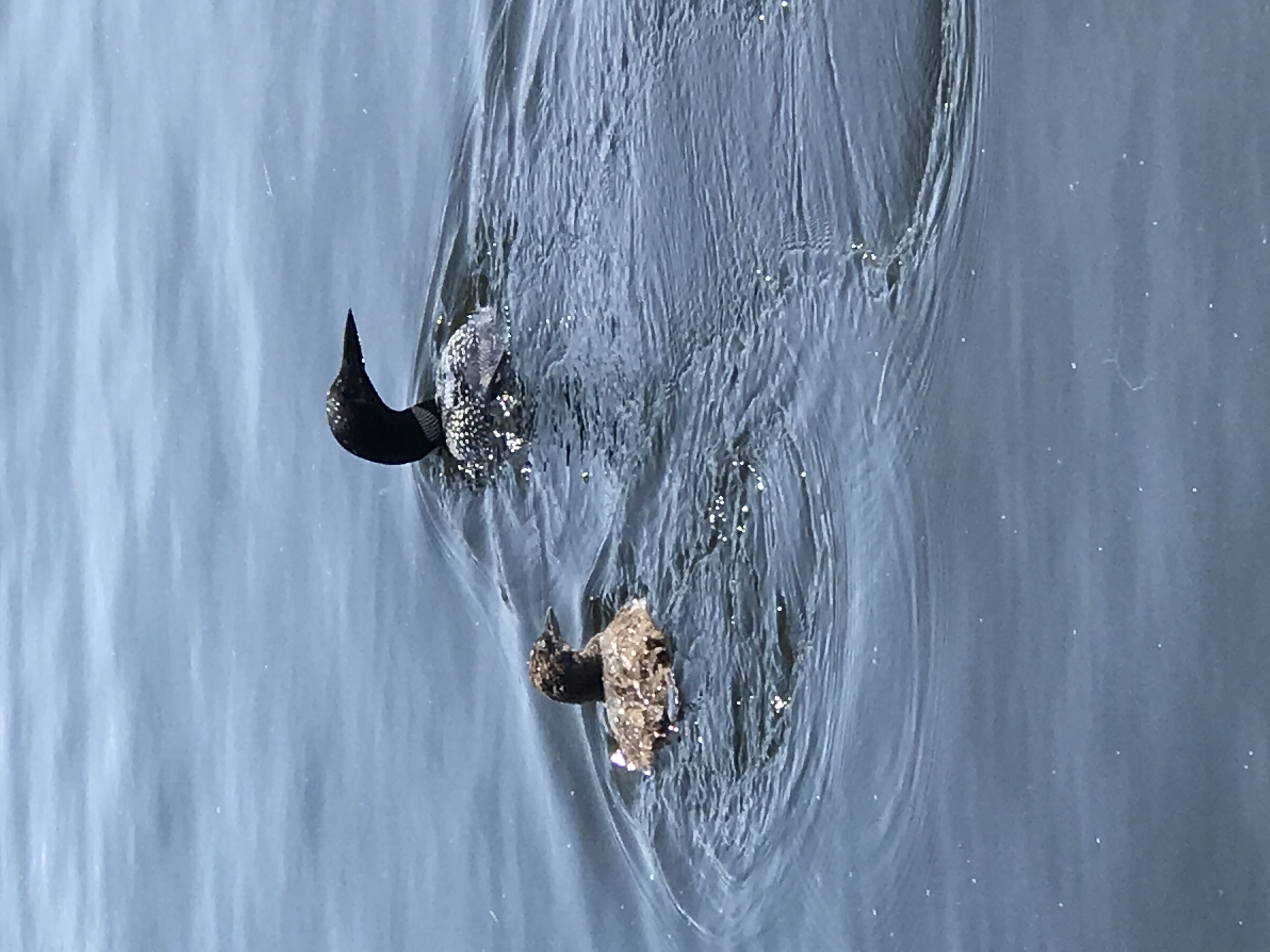 Common loons arrive in Ontario in May and depart by the middle of October.
