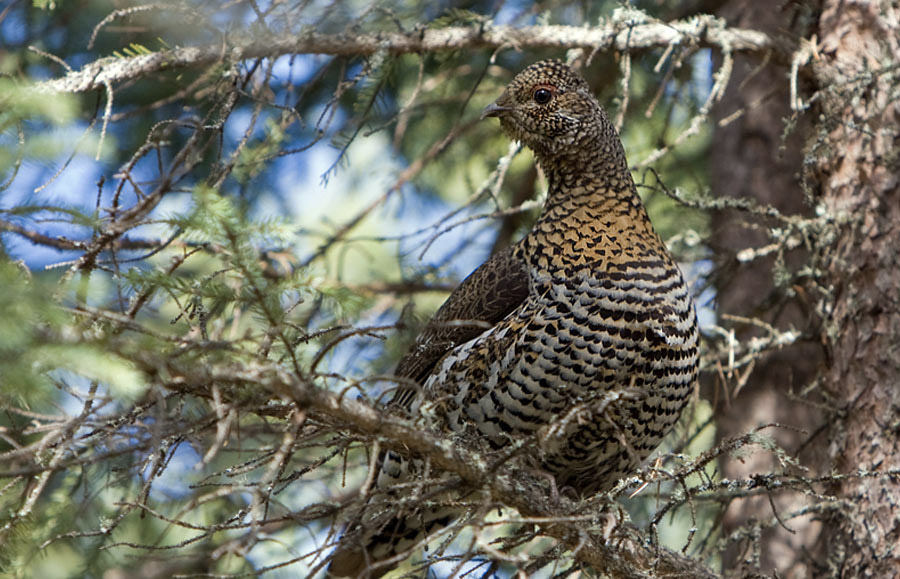 Beautiful spruce grouse perched in a conifer.