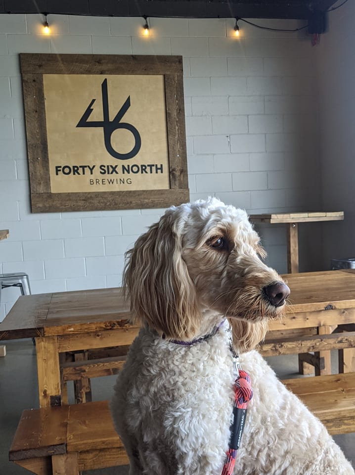 Dog sitting at 46 North Brewing