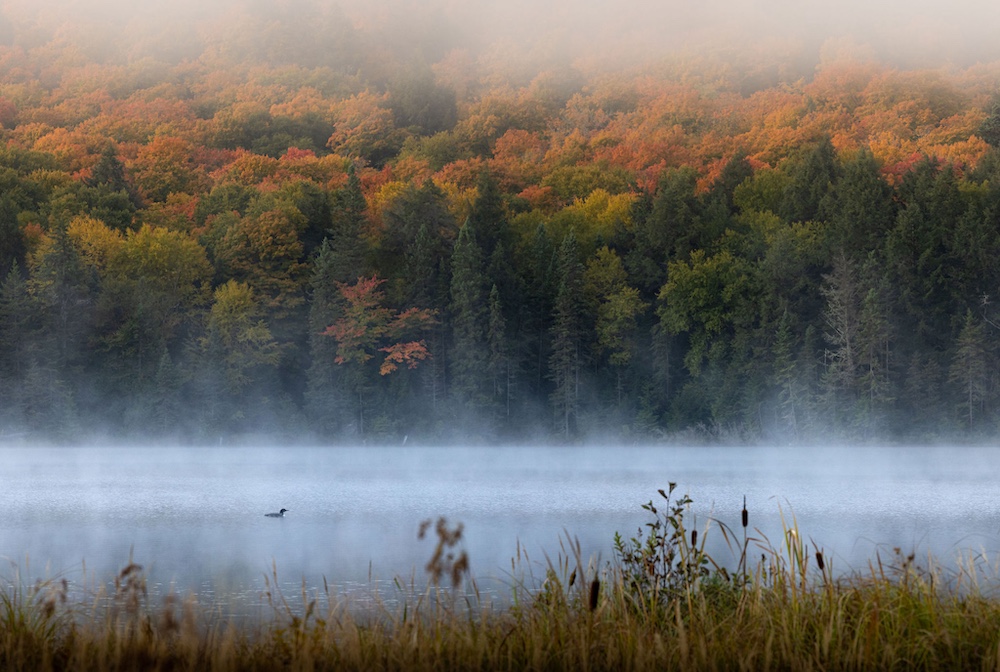 Loon on misty lake in the fall