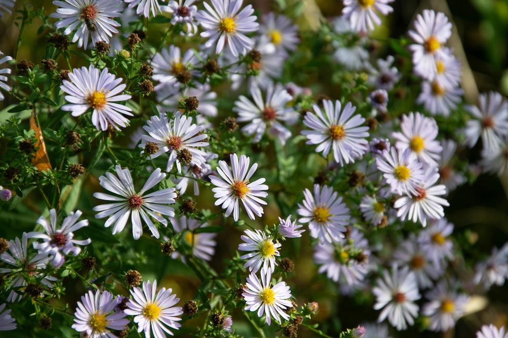 White flowers with yellow middle