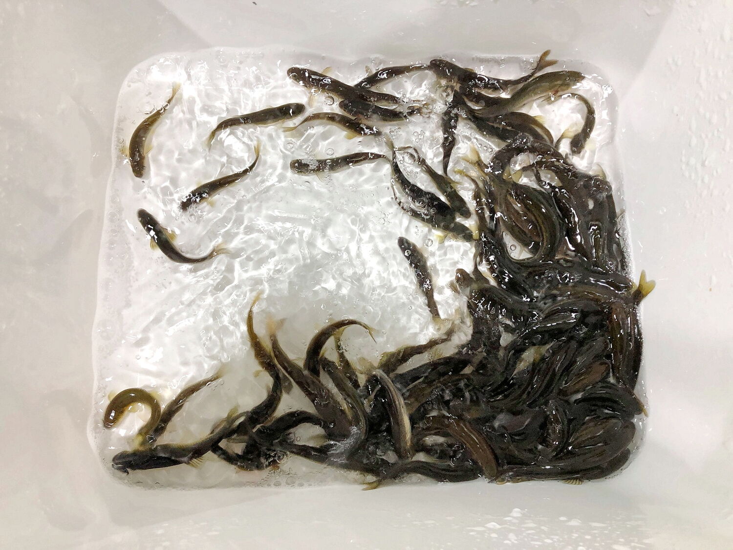 Bait and tackle stores in northwestern Ontario.