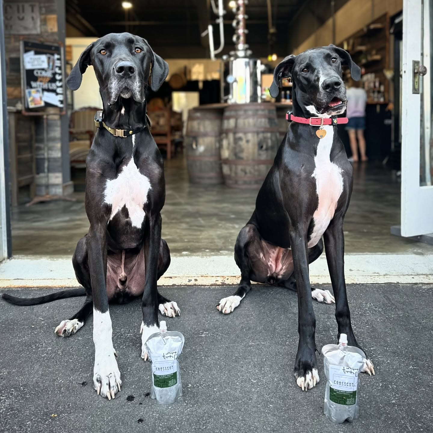 Crosscut Distillery dogs sitting