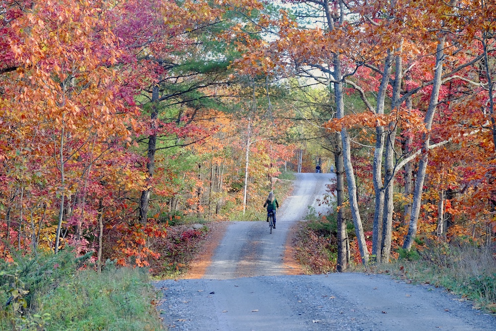 Person riding bike along gravel road with fall-coloured trees on either side