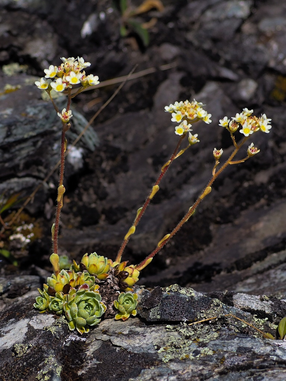 Yellow and white flowers, tiny
