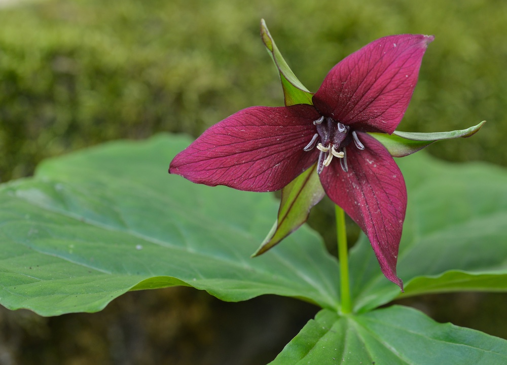 Dark red flower with three petals