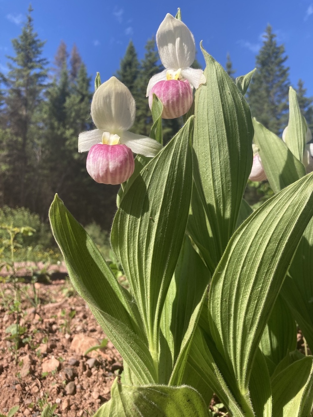 White and pink flower