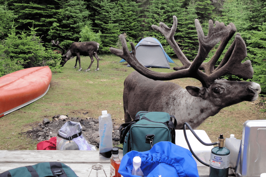 Slate Islands Caribou - Jody Davis