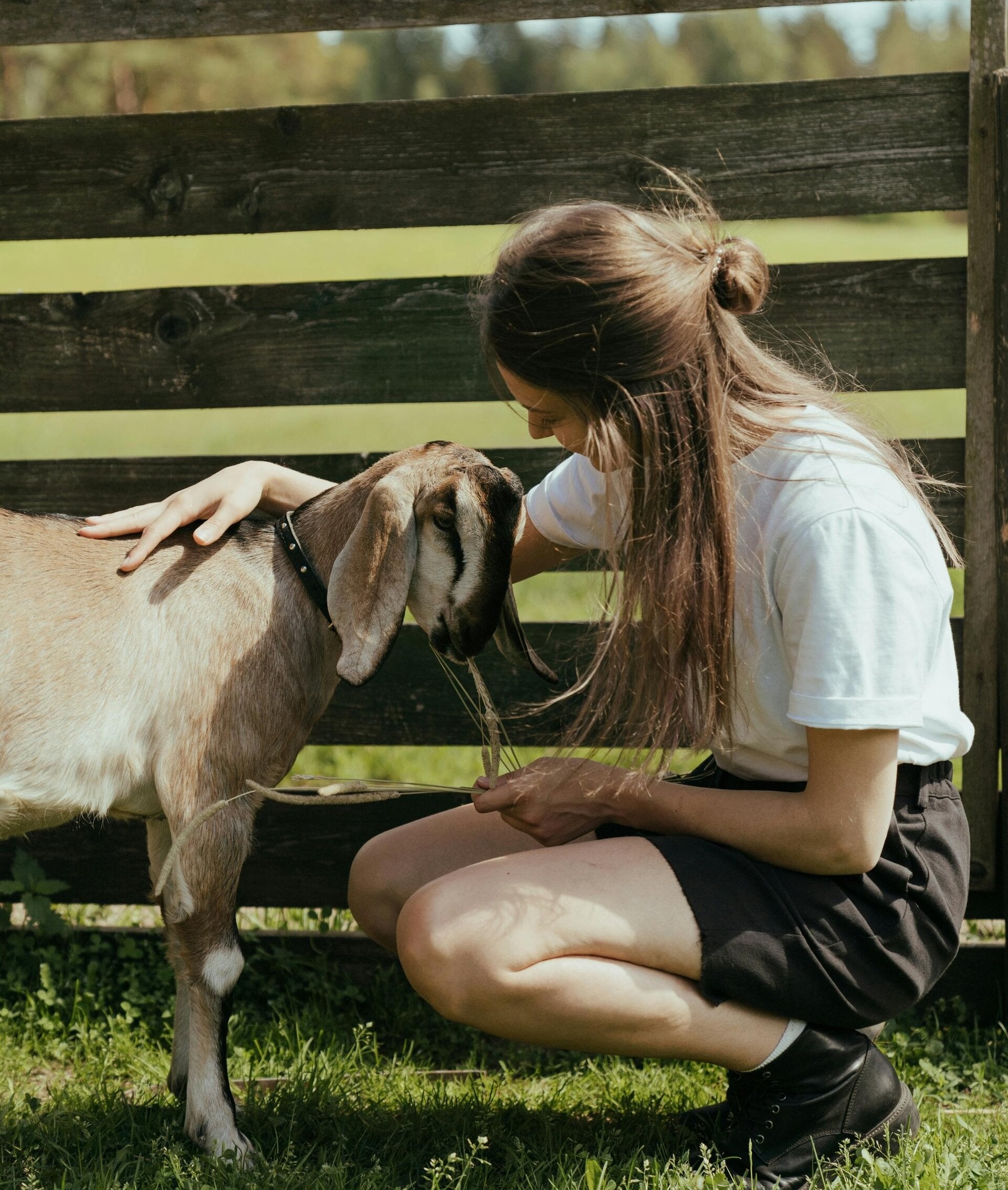a girl pets a floppy eared goat next to a wooden fence on a sunny summer day. 