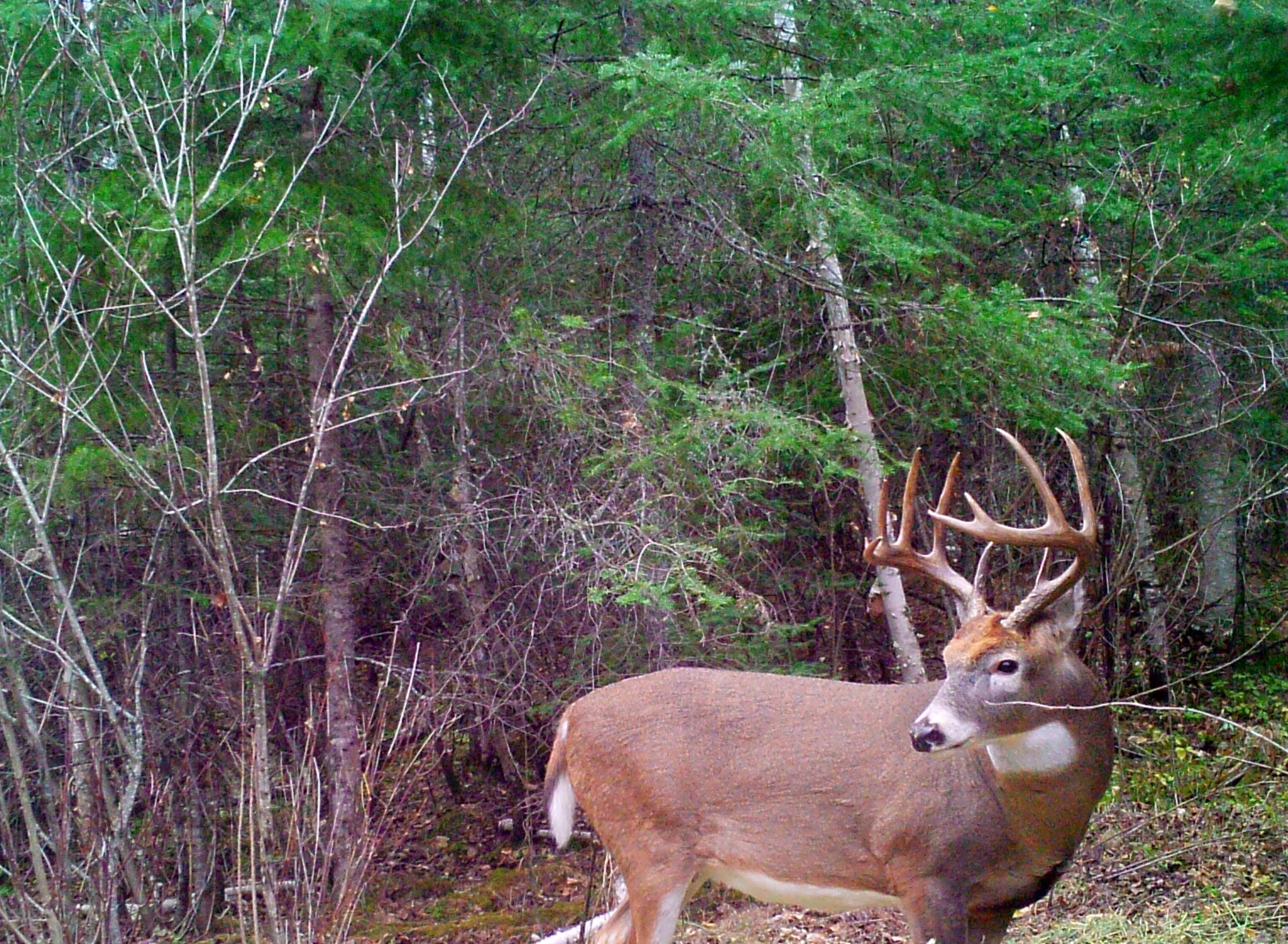 Deer hunting in Sunset Country.