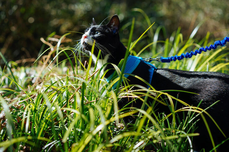 a black cat on a leash sniffs the air while it walks in deep green grass on a summer morning.