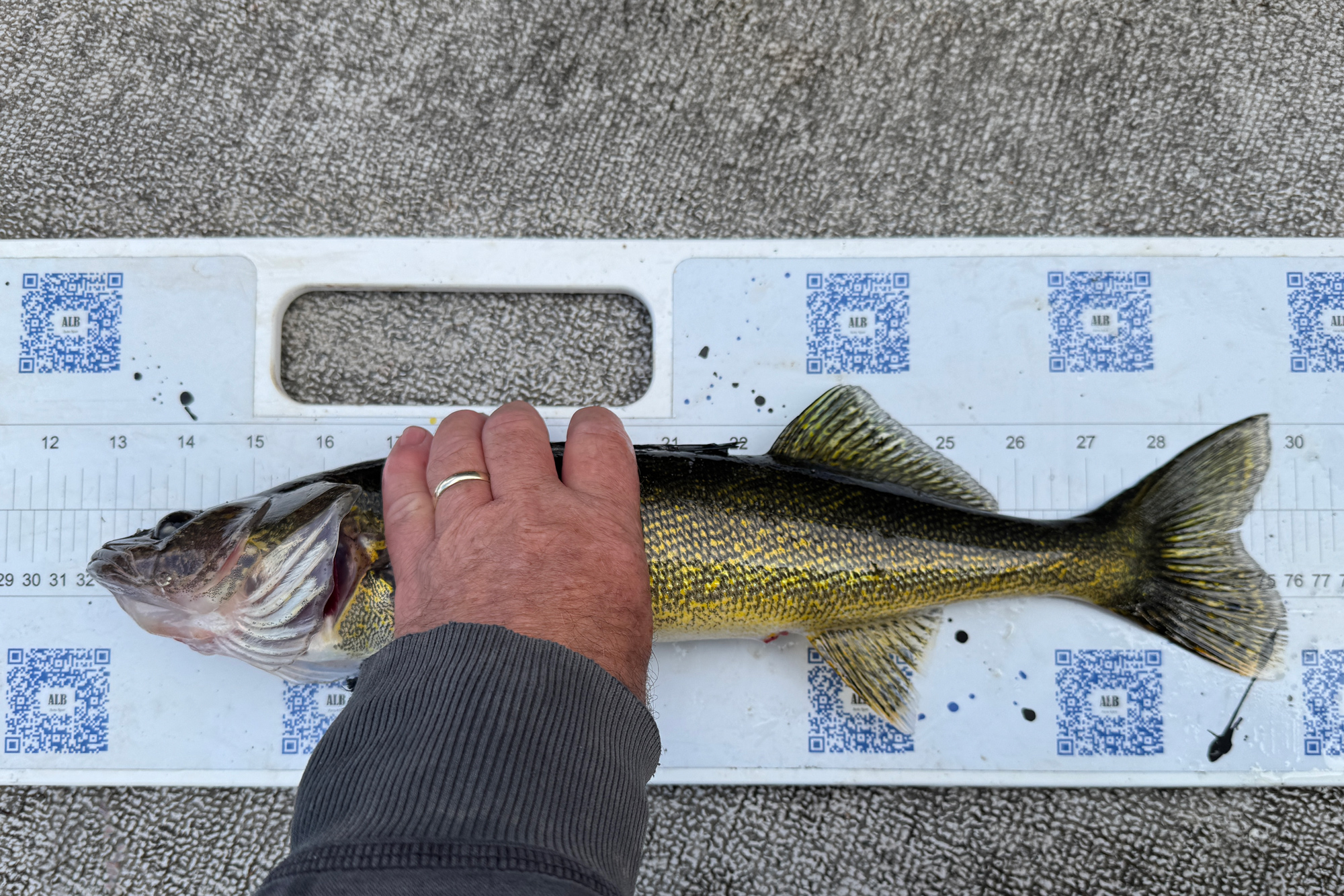 walleye on the board measuring