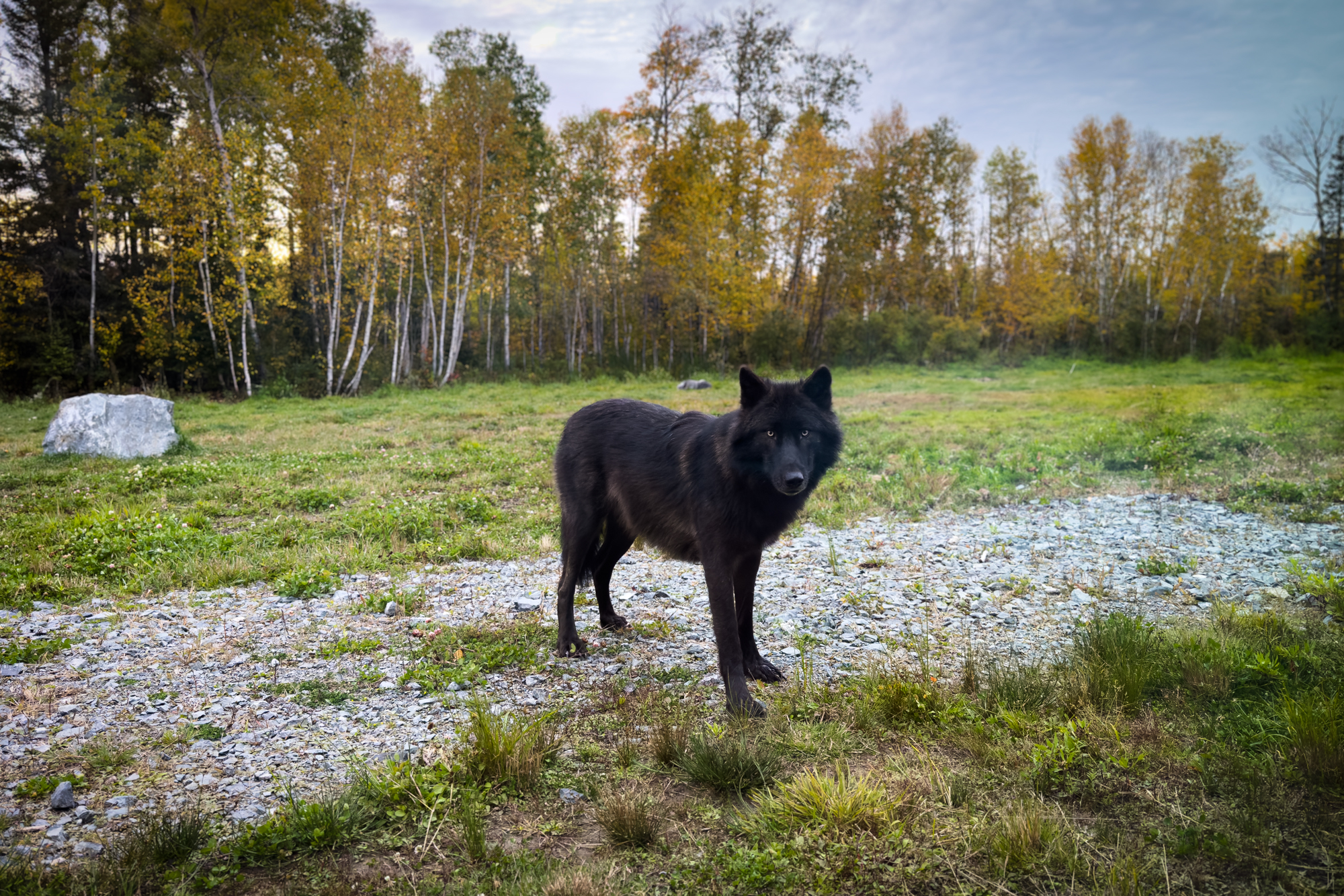 black wolf