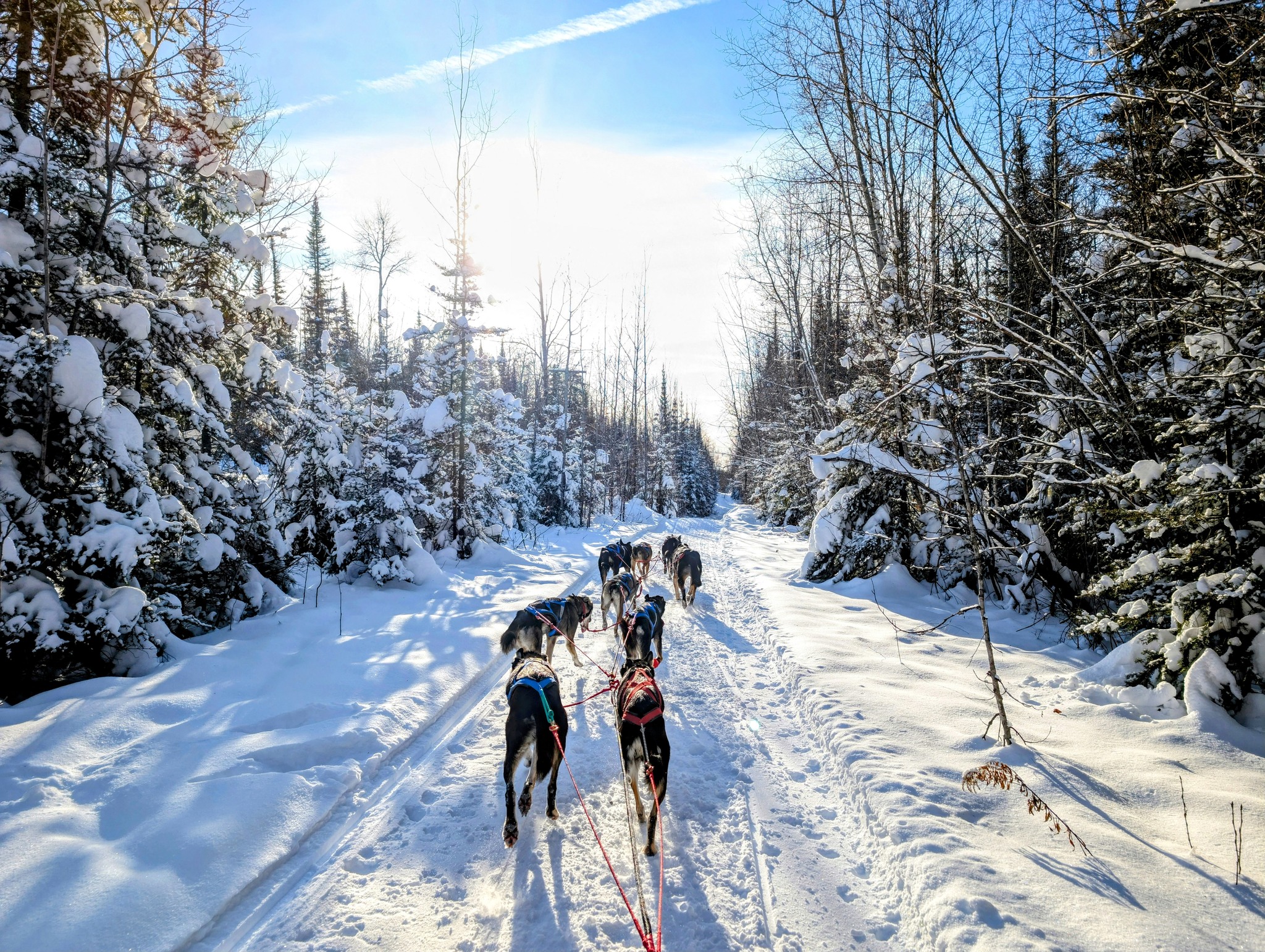 A team of sled dogs running along a powdery snow-covered trail through pine forest with sun gleaming through the trees. 
