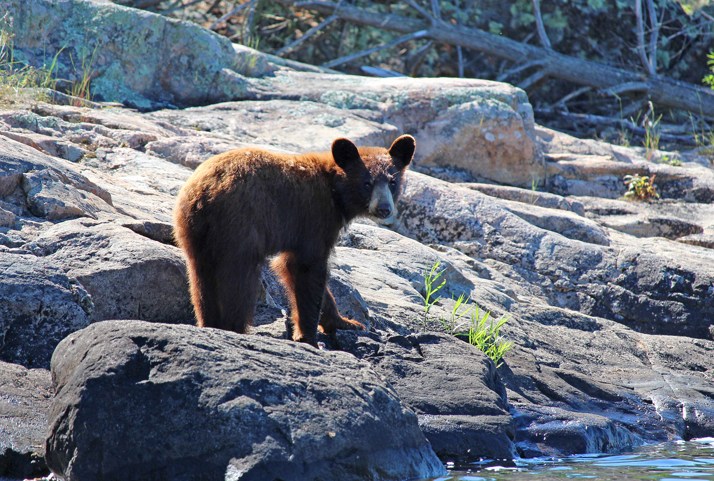 Bear Cub on Shore Photo by Lana Law