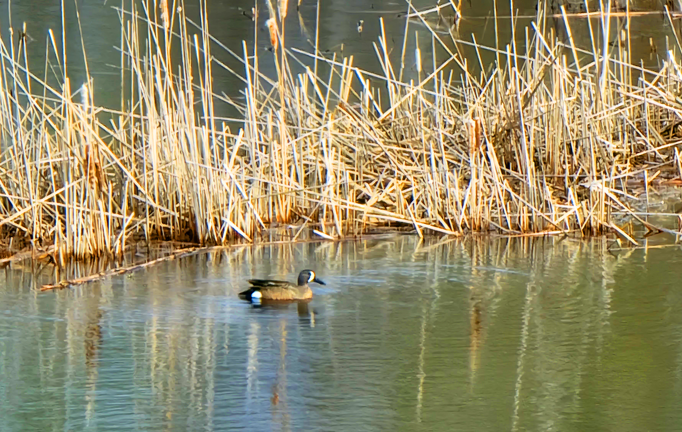 Blue-winged teal on lake photo by Lana Law
