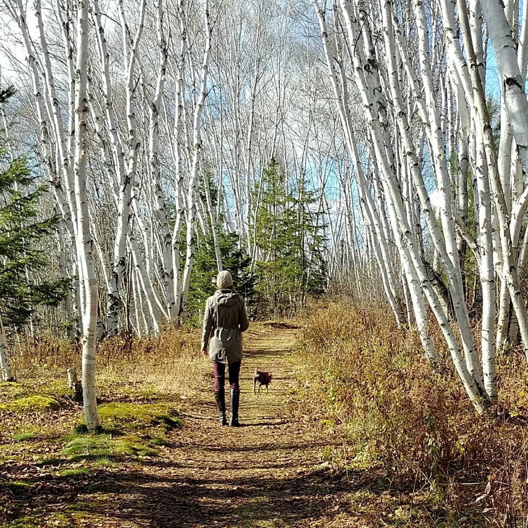 A womans walks a dog along a leaf covered forest trail surrouded by tall white birches on a fall day.