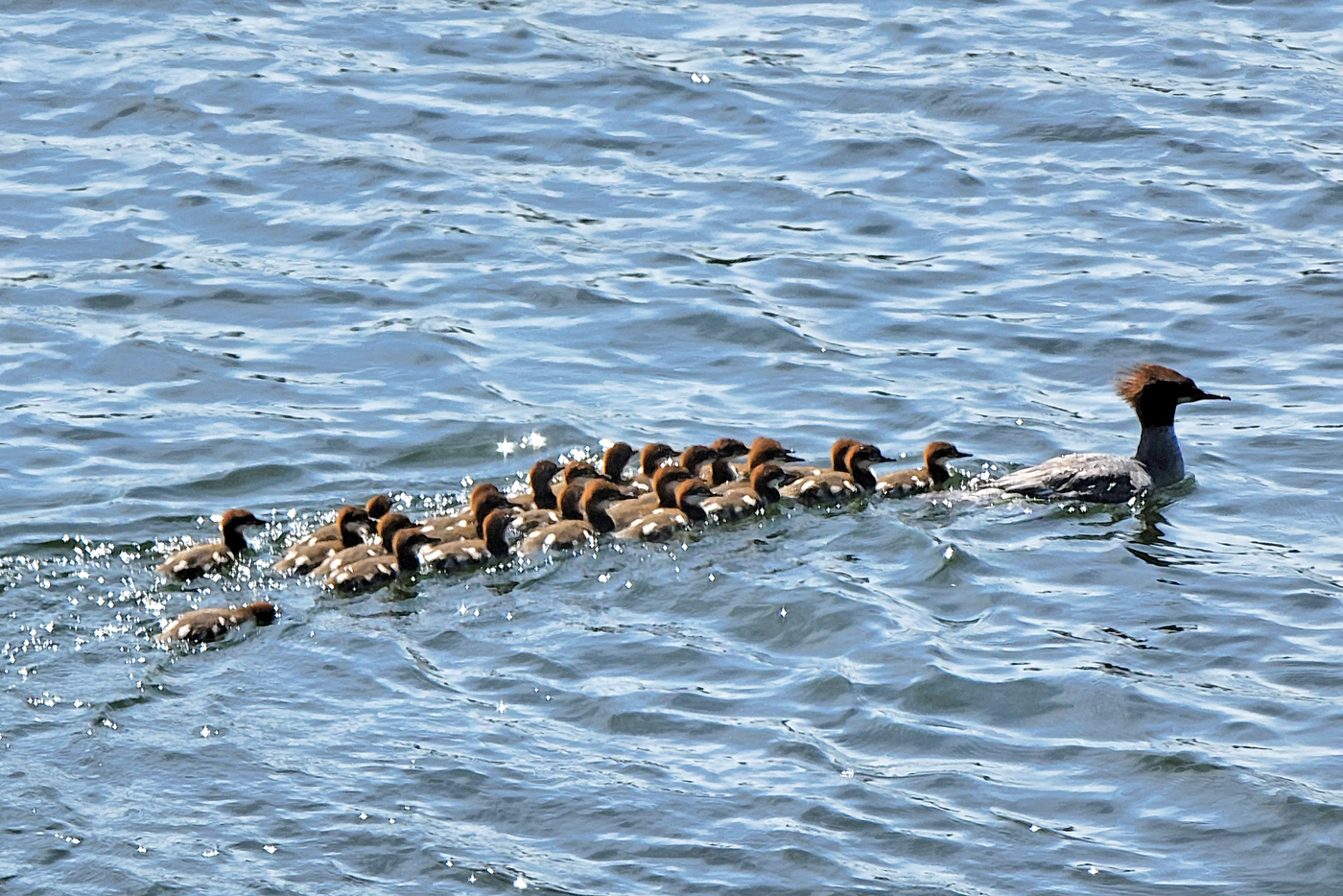 Mergansers on Lake in June Photo by Lana Law