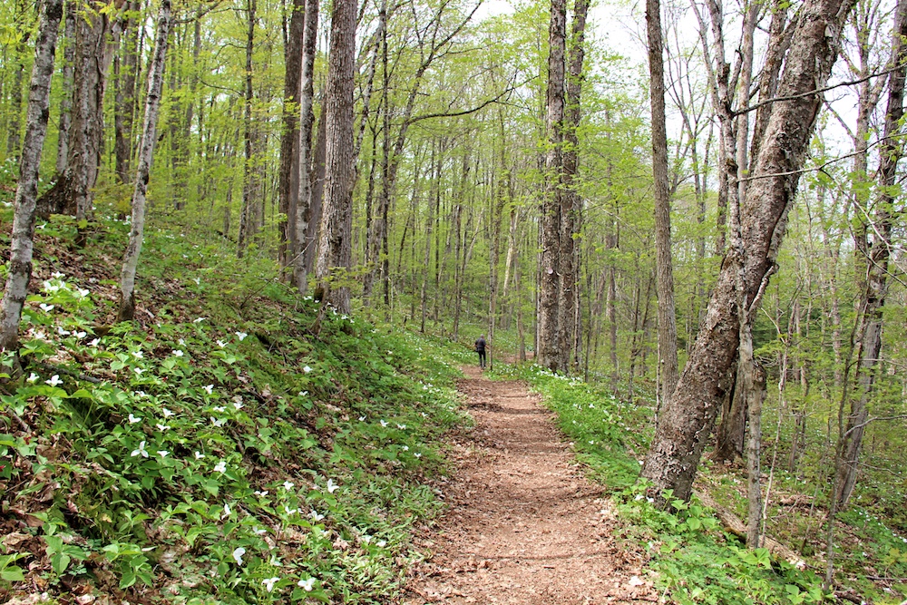 Man walking down path in the woods with trilliums on either side