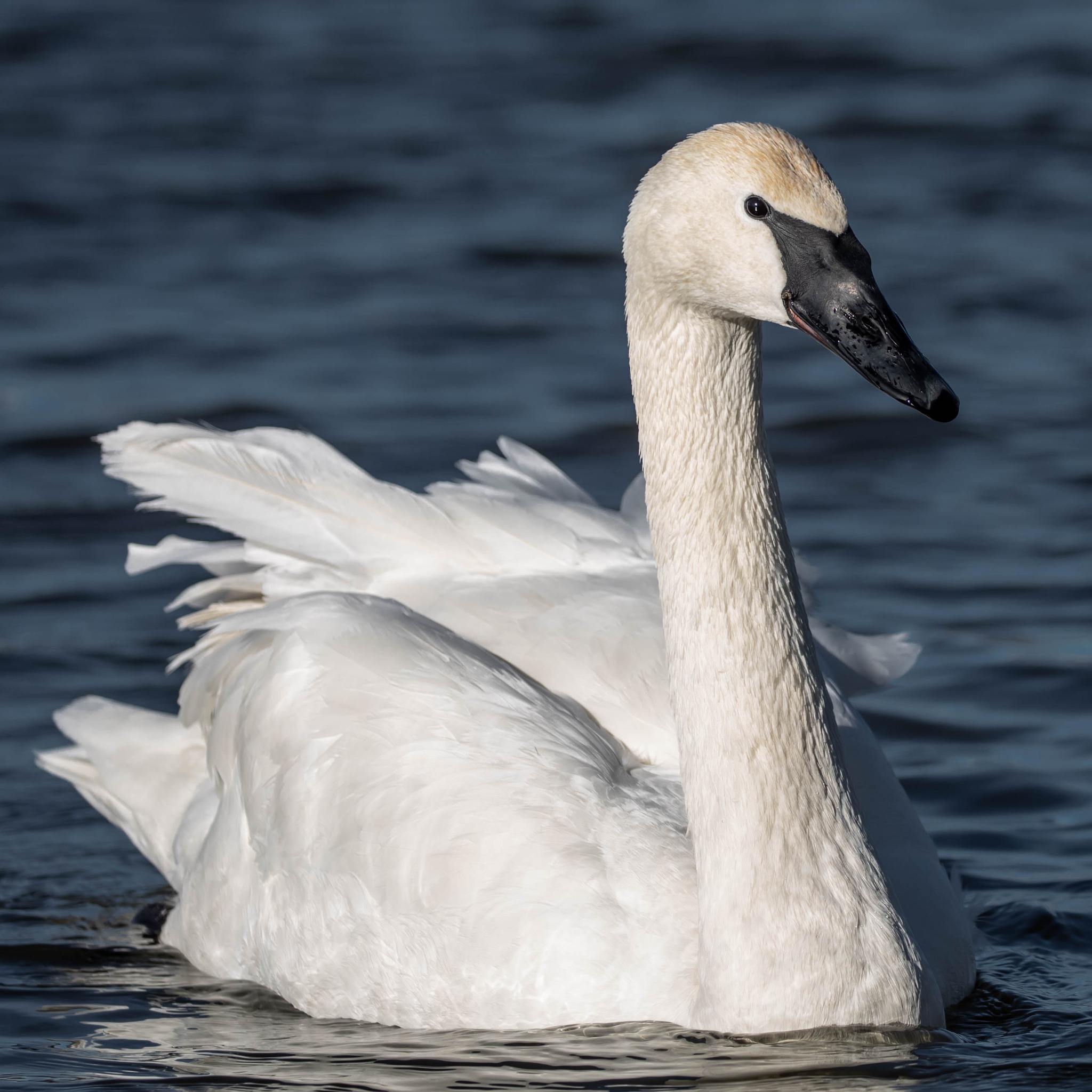 two stately white Trumpeter swans with black beaks swim peacefully in a blue lake at Fielding Park.
