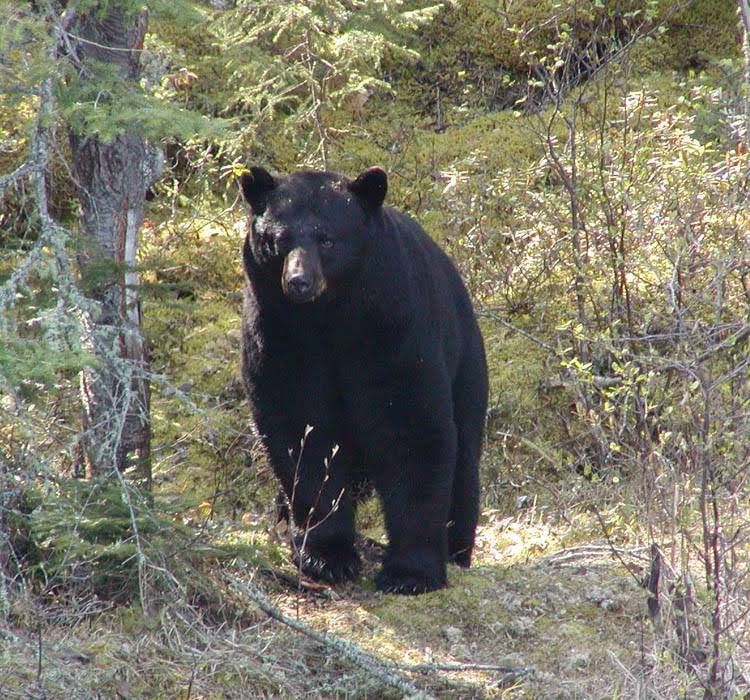 Black bears are common in Northwestern Ontario.