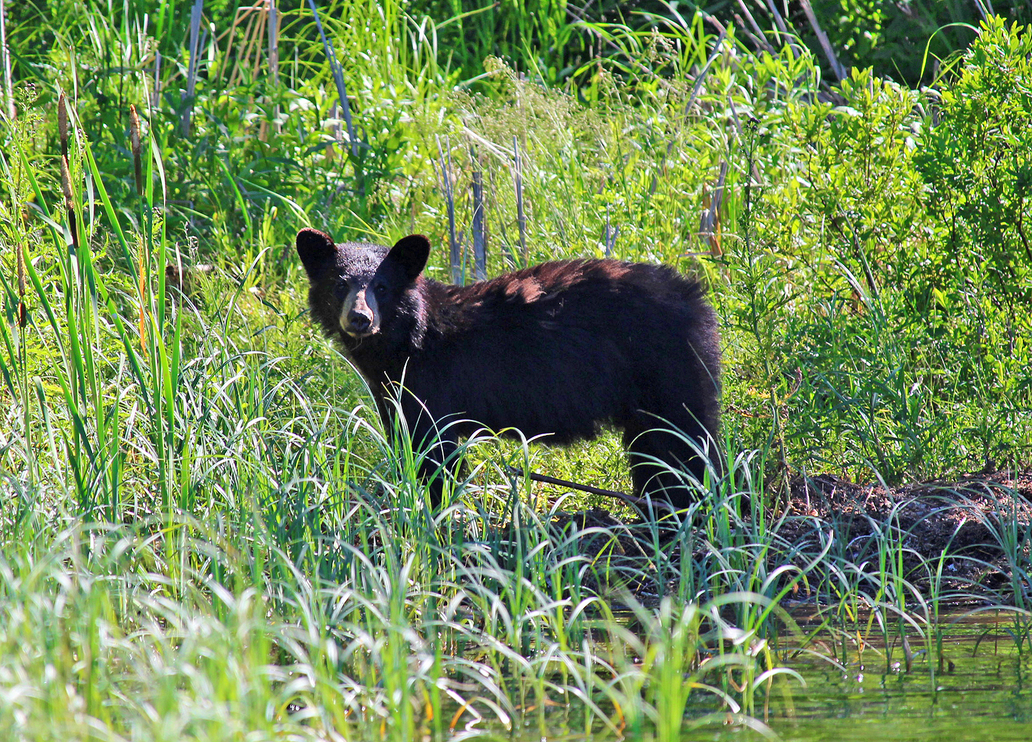 Black Bear Cub on Lake shore photo by Lana Law