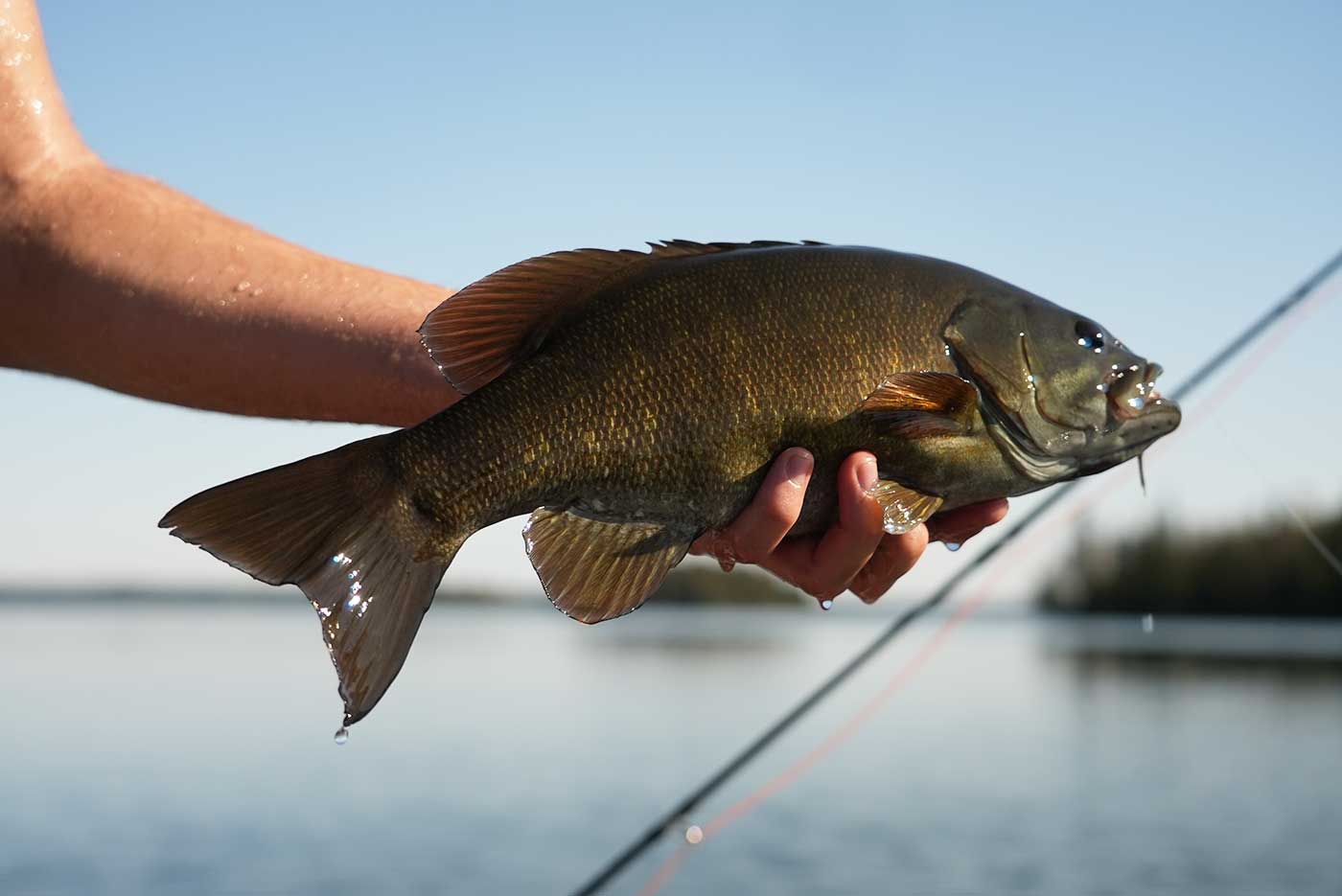 smallmouth bass