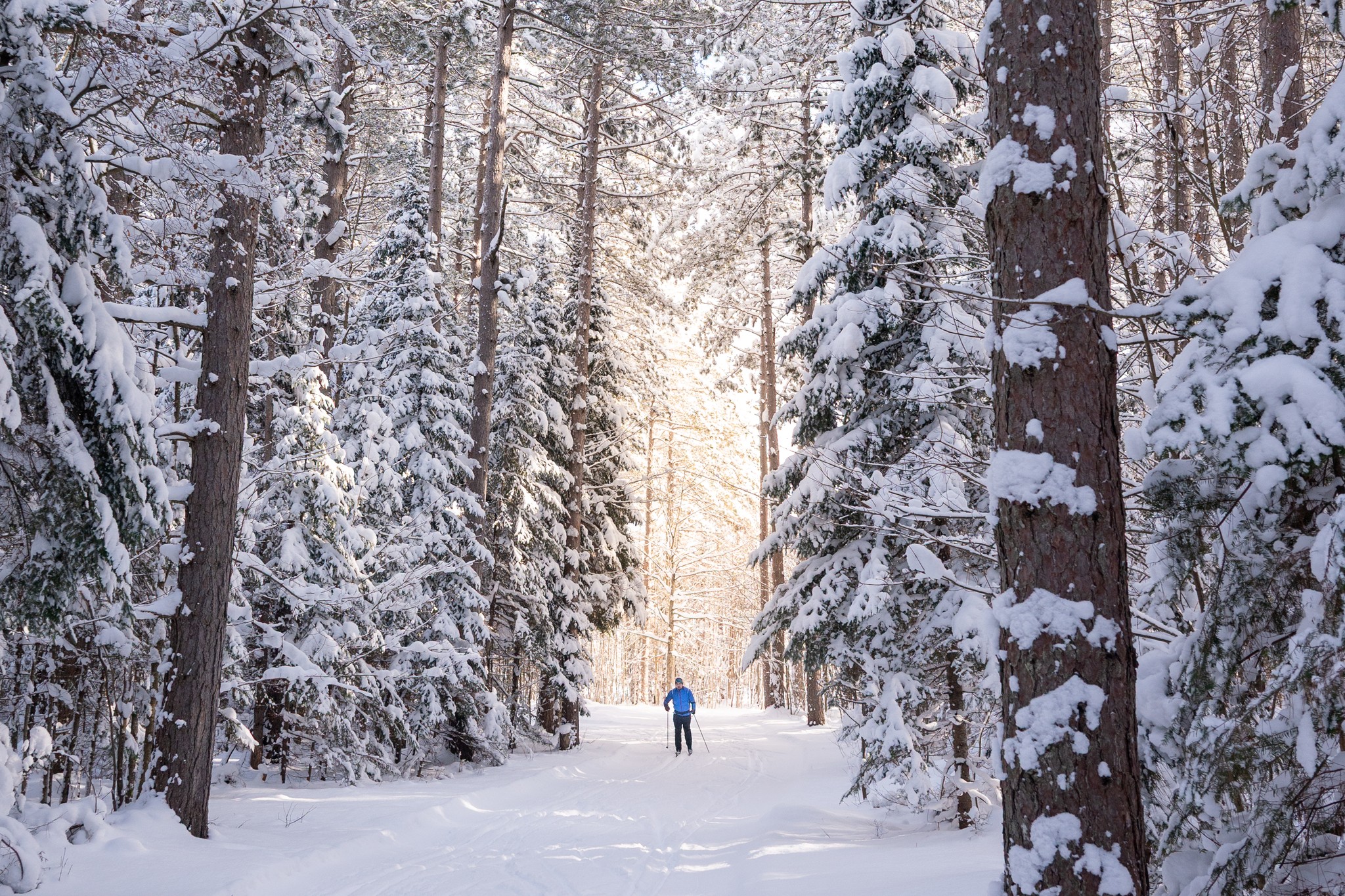 a cross-country skier glides along a quiet trail among straight, towering pines coated in soft, fluffy powdered snow under golden winter light. 