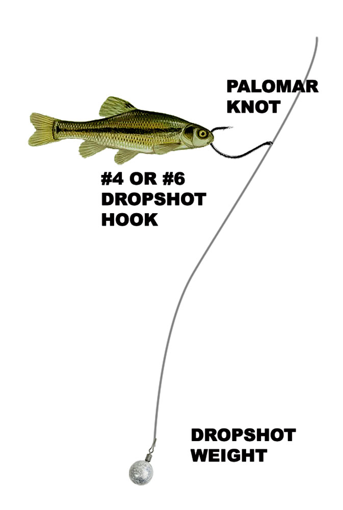 dropshot live bait rig set up