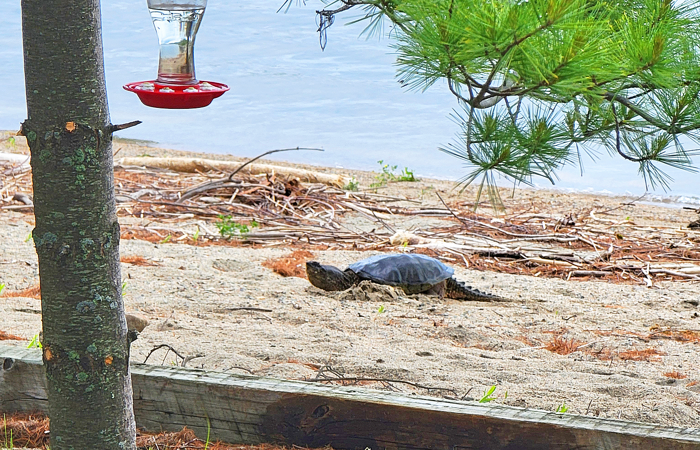 Snapping Turtle Laying Eggs on Shore Photo Lana Law
